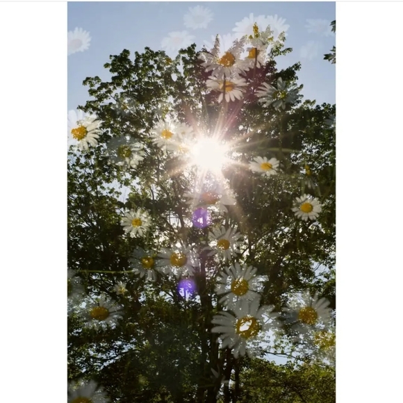 Framed Original Fine Art Nature Flower Print, 17 x 25 x 1, Metallic Print - Picture 2 of 3